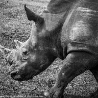Buy canvas prints of Rhinoceros by Heidi Stewart