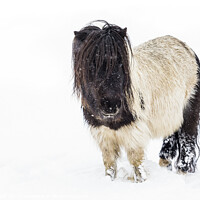 Buy canvas prints of Snow Pony by Heidi Stewart