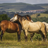 Buy canvas prints of Horses At Play by Heidi Stewart