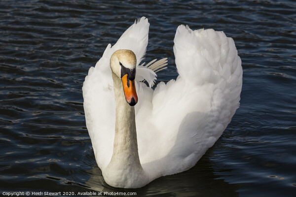 Majestic Swan Picture Board by Heidi Stewart