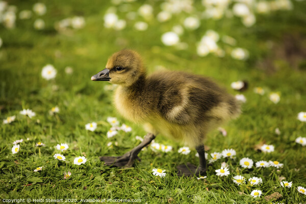 Cute Duckling Picture Board by Heidi Stewart