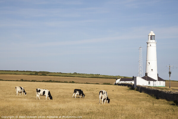 Nash Point Lighthouse  Picture Board by Heidi Stewart