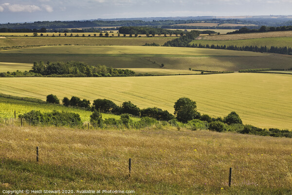 South Downs in Hampshire Picture Board by Heidi Stewart