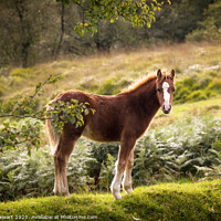 Buy canvas prints of Wild Young Foal by Heidi Stewart