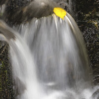 Buy canvas prints of Solitary Leaf and Falls by Heidi Stewart