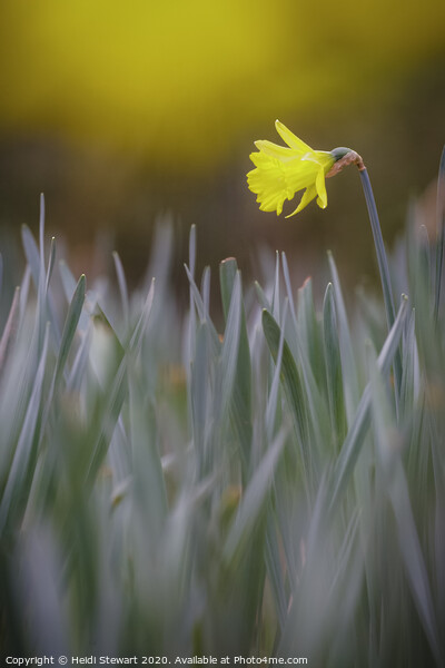 Daffodil Dreams Picture Board by Heidi Stewart
