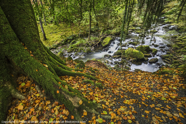 The Torrent Walk in Autumn Picture Board by Heidi Stewart