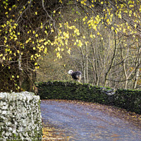 Buy canvas prints of Sheep on Dry Stone Wall, Grasmere by Heidi Stewart