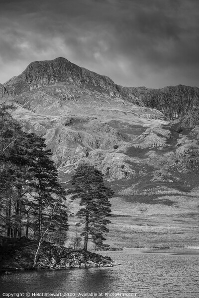 Scots Pine Blea Tarn Picture Board by Heidi Stewart