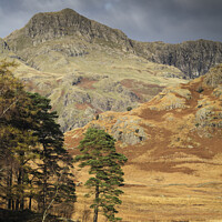 Buy canvas prints of Scots Pine Blea Tarn by Heidi Stewart
