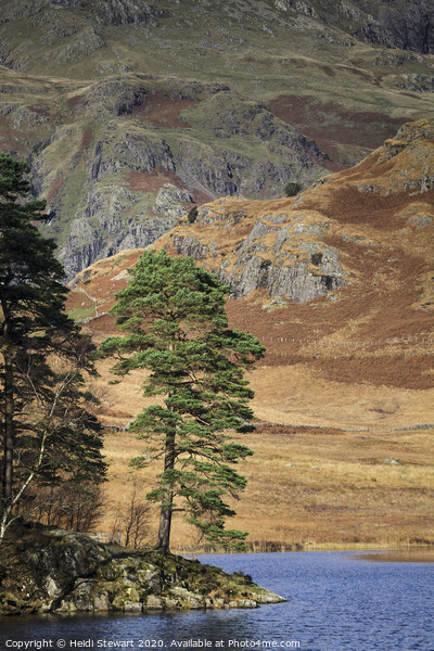 Scots Pine at Blea Tarn Picture Board by Heidi Stewart