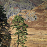 Buy canvas prints of Scots Pine at Blea Tarn by Heidi Stewart