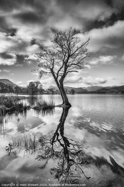 Reflected Tree at Ullswater Lake Picture Board by Heidi Stewart
