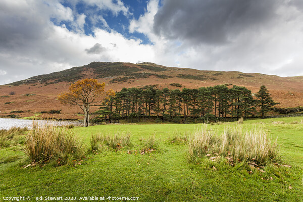 Trees at Crummock Water Picture Board by Heidi Stewart