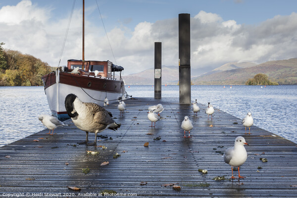 Jetty and birds on Windermere Lake Picture Board by Heidi Stewart