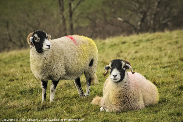 Swaledale Sheep, Yorkshire Dales Picture Board by Heidi Stewart