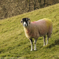 Buy canvas prints of Swaledale Sheep, Yorkshire Dales by Heidi Stewart