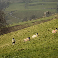 Buy canvas prints of Swaledale Sheep at Keld in Yorkshire Dales by Heidi Stewart