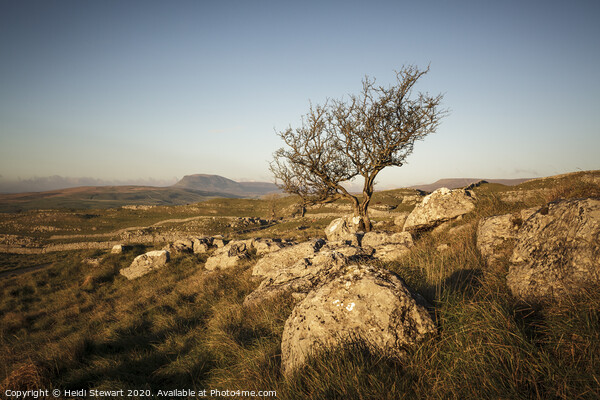 Lone Tree, Yorkshire Dales National Park Picture Board by Heidi Stewart