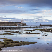 Buy canvas prints of Seahouses Harbour Sunset by Heidi Stewart
