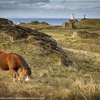Buy canvas prints of Horse on Ynys Llanddwyn, Anglesey by Heidi Stewart