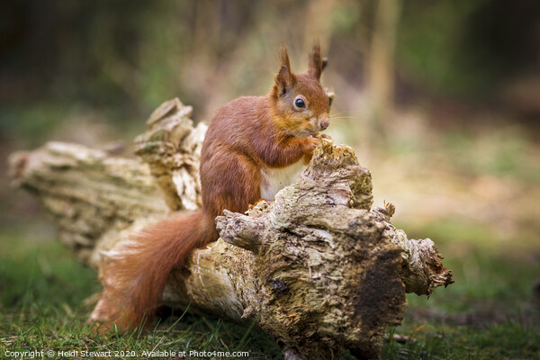 Red Squirrel, Sciurus vulgaris Picture Board by Heidi Stewart
