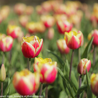 Buy canvas prints of Tulips by Heidi Stewart