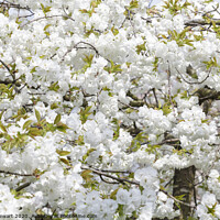 Buy canvas prints of Cherry Blossom in Full Bloom by Heidi Stewart