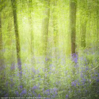 Buy canvas prints of Bluebell Wood by Heidi Stewart