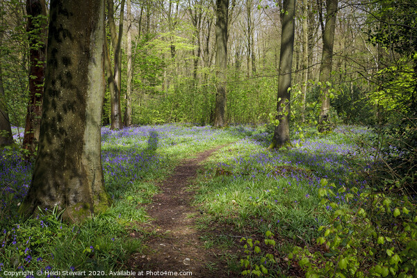 Micheldever Wood in Hampshire Picture Board by Heidi Stewart