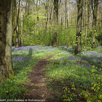 Buy canvas prints of Micheldever Wood in Hampshire by Heidi Stewart