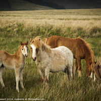 Buy canvas prints of A Family of Ponies by Heidi Stewart
