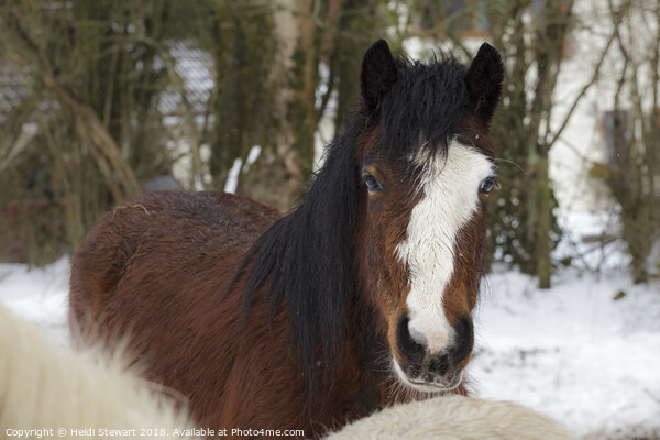 Horse in Snow Picture Board by Heidi Stewart