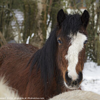 Buy canvas prints of Horse in Snow by Heidi Stewart