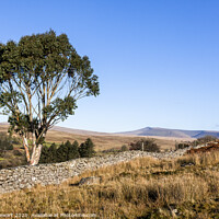 Buy canvas prints of Eucalyptus Tree Brecon Beacons  by Heidi Stewart