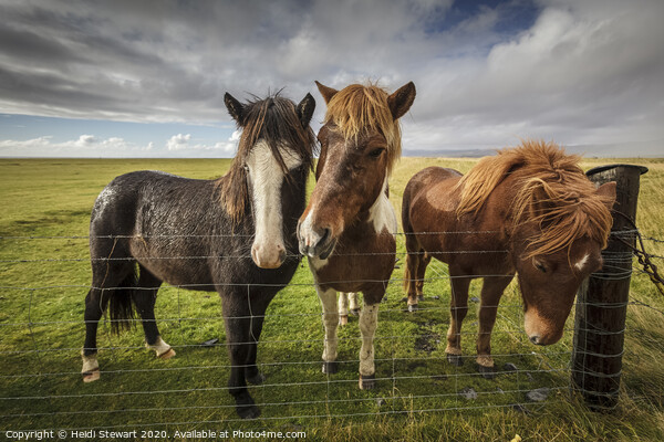 Icelandic Horses Picture Board by Heidi Stewart