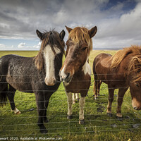 Buy canvas prints of Icelandic Horses by Heidi Stewart