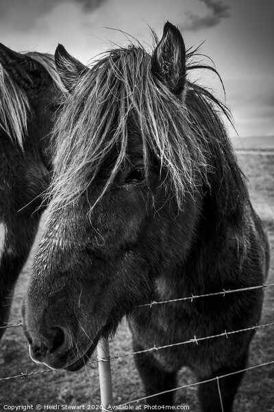 Icelandic Horse Picture Board by Heidi Stewart