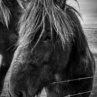 Buy canvas prints of Icelandic Horse by Heidi Stewart