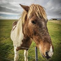 Buy canvas prints of Icelandic Horse by Heidi Stewart