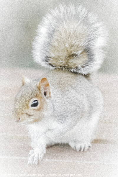 The Eastern Gray Squirrel Picture Board by Heidi Stewart