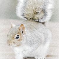 Buy canvas prints of The Eastern Gray Squirrel by Heidi Stewart