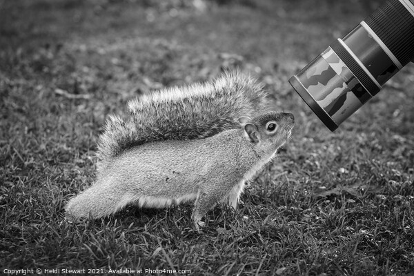 The Eastern Grey/Gray Squirrel Picture Board by Heidi Stewart
