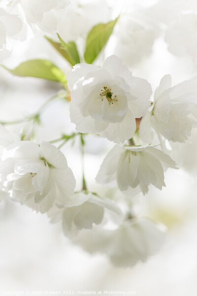 Cherry Blossom Framed Print by Heidi Stewart