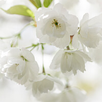 Buy canvas prints of Cherry Blossom by Heidi Stewart