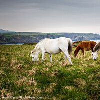 Buy canvas prints of Pembrokeshire Ponies by Heidi Stewart