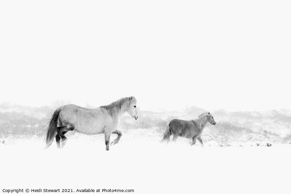 Horses in the Snow Picture Board by Heidi Stewart