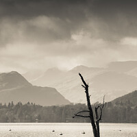 Buy canvas prints of Skeletal Tree at Ullswater in the Lake District by Heidi Stewart
