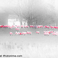 Buy canvas prints of Pink Sheep in the Lake District by Heidi Stewart