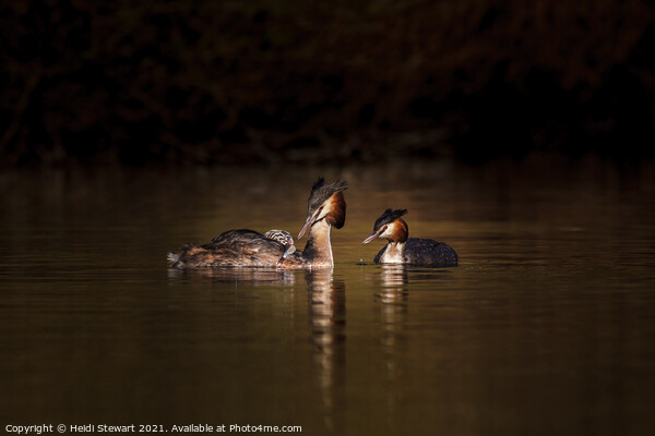 Great Crested Grebes and Chick Picture Board by Heidi Stewart